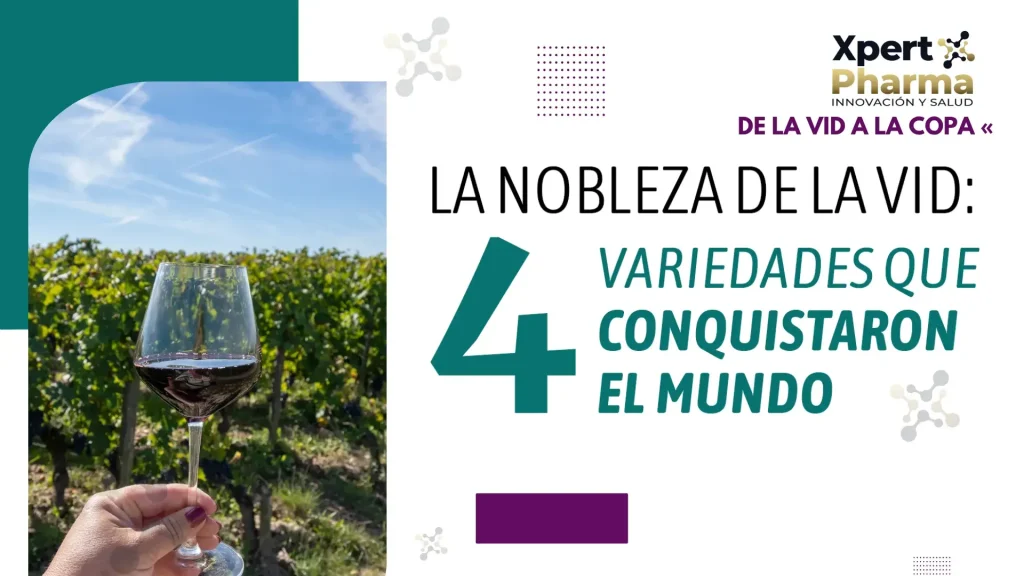 La nobleza de la Vid: 4 variedades que conquistaron el mundo